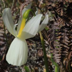Photographie n°687677 du taxon Narcissus triandrus var. loiseleurii (Rouy) A.Fern. [1995]
