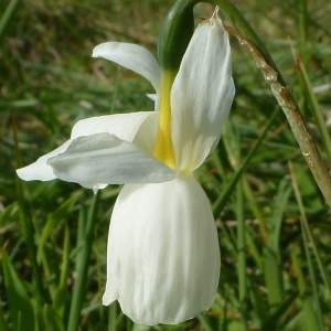 Photographie n°687678 du taxon Narcissus triandrus var. loiseleurii (Rouy) A.Fern. [1995]