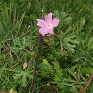 Photographie n°687744 du taxon Malva moschata L. [1753]