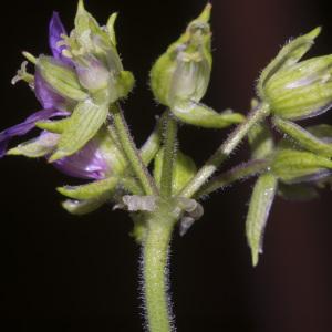 Photographie n°687794 du taxon Erodium moschatum (L.) L'Hér.