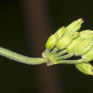 Photographie n°687796 du taxon Erodium moschatum (L.) L'Hér.