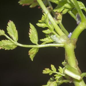 Photographie n°687797 du taxon Erodium moschatum (L.) L'Hér.