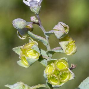 Photographie n°687862 du taxon Omphalodes littoralis Lehm.