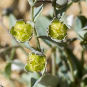 Photographie n°687864 du taxon Omphalodes littoralis Lehm.