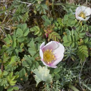 Photographie n°687883 du taxon Rosa spinosissima L.