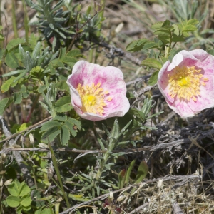 Photographie n°687887 du taxon Rosa spinosissima L.