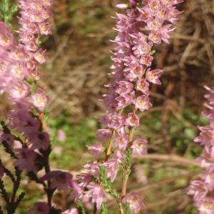 Photographie n°687948 du taxon Calluna vulgaris (L.) Hull