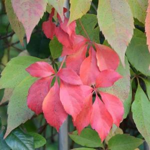 Photographie n°688051 du taxon Parthenocissus quinquefolia (L.) Planch. [1887]