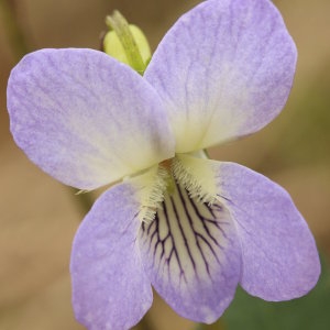 Photographie n°688090 du taxon Viola lactea Sm. [1798]