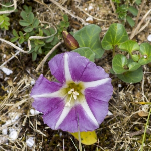 Photographie n°688190 du taxon Convolvulus soldanella L.