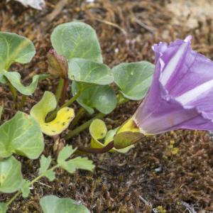 Photographie n°688192 du taxon Convolvulus soldanella L.