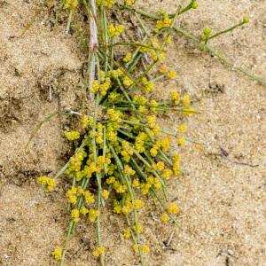 Photographie n°688193 du taxon Ephedra distachya L.