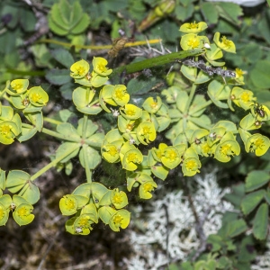 Photographie n°688198 du taxon Euphorbia segetalis subsp. portlandica (L.) Litard. [1936]