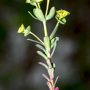 Photographie n°688199 du taxon Euphorbia segetalis subsp. portlandica (L.) Litard. [1936]