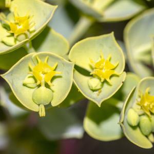 Photographie n°688201 du taxon Euphorbia segetalis subsp. portlandica (L.) Litard. [1936]