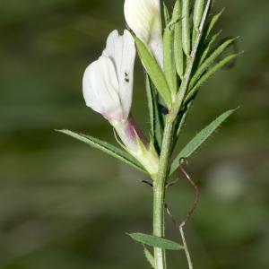 Photographie n°688220 du taxon Vicia lutea subsp. lutea