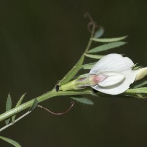 Photographie n°688221 du taxon Vicia lutea subsp. lutea