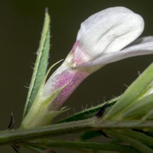 Photographie n°688223 du taxon Vicia lutea subsp. lutea