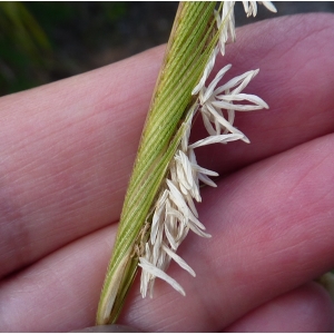 Spartina pectinata Bosc ex Link (Spartine pectinée)