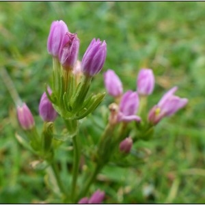 Photographie n°688308 du taxon Centaurium erythraea Rafn [1800]