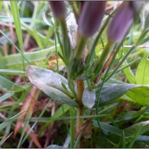 Photographie n°688309 du taxon Centaurium erythraea Rafn [1800]