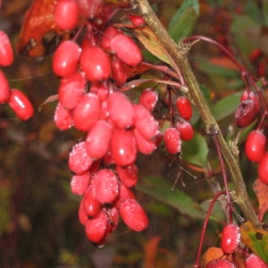 Photographie n°688344 du taxon Berberis vulgaris L. [1753]