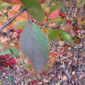 Photographie n°688345 du taxon Berberis vulgaris L. [1753]