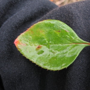 Photographie n°688346 du taxon Berberis vulgaris L. [1753]