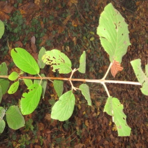 Photographie n°688347 du taxon Viburnum lantana L. [1753]