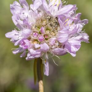 Photographie n°688408 du taxon Armeria alpina Willd.