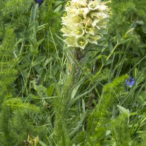 Photographie n°688420 du taxon Campanula thyrsoides L. [1753]