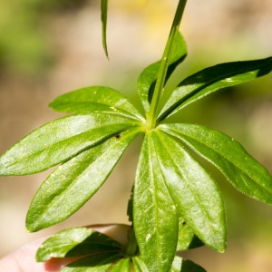 Photographie n°688431 du taxon Galium odoratum (L.) Scop.