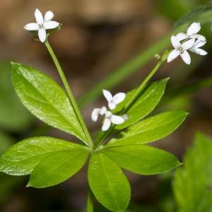 Photographie n°688432 du taxon Galium odoratum (L.) Scop.