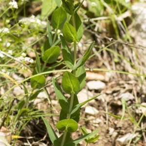 Photographie n°688443 du taxon Hypericum richeri Vill. [1779]