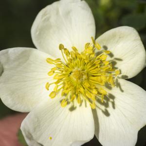 Photographie n°688471 du taxon Rosa spinosissima L.