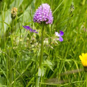 Photographie n°688487 du taxon Traunsteinera globosa (L.) Rchb. [1842]