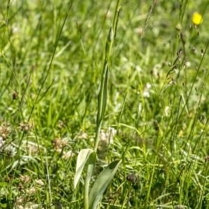 Photographie n°688491 du taxon Traunsteinera globosa (L.) Rchb. [1842]