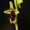  Philippe Thomas - Ophrys subinsectifera C.E.Hermos. & Sabando [1996]