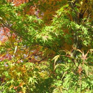 Photographie n°688497 du taxon Acer palmatum Thunb. [1784]