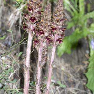 Photographie n°688552 du taxon Orobanche gracilis Sm.