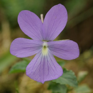 Photographie n°688679 du taxon Viola cornuta L. [1763]