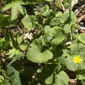 Photographie n°688686 du taxon Adenostyles alpina (L.) Bluff & Fingerh. [1825]