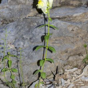 Photographie n°688690 du taxon Antirrhinum majus L.