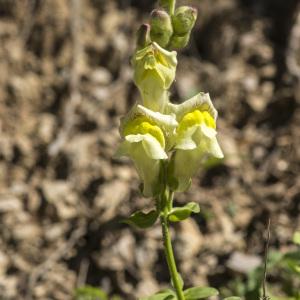 Photographie n°688691 du taxon Antirrhinum majus L.