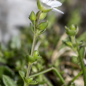 Photographie n°688693 du taxon Arenaria multicaulis L. [1759]