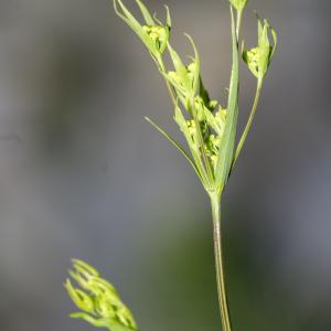 Photographie n°688697 du taxon Bupleurum falcatum L. [1753]