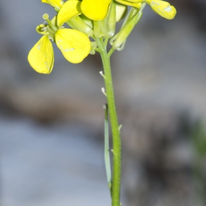 Photographie n°688704 du taxon Erysimum ochroleucum (Schleich.) DC. [1805]