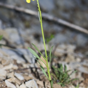 Photographie n°688705 du taxon Erysimum ochroleucum (Schleich.) DC. [1805]