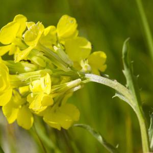 Photographie n°688708 du taxon Erysimum ochroleucum (Schleich.) DC. [1805]