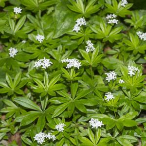 Photographie n°688709 du taxon Galium odoratum (L.) Scop.